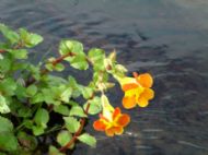 Mimulus